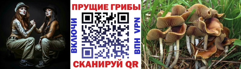 Псилоцибиновые грибы Psilocybine cubensis  Галич 